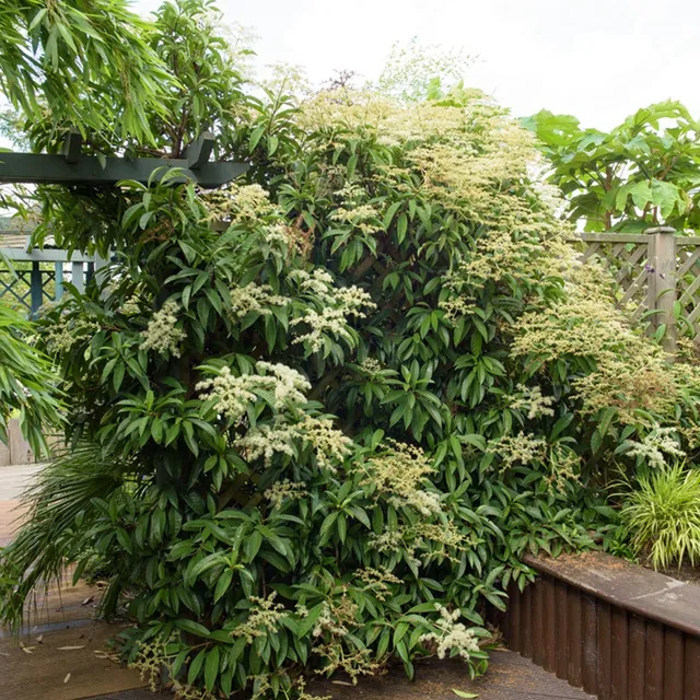 Bakker Piléostégia feuilles de viorne grimpante pot 2L