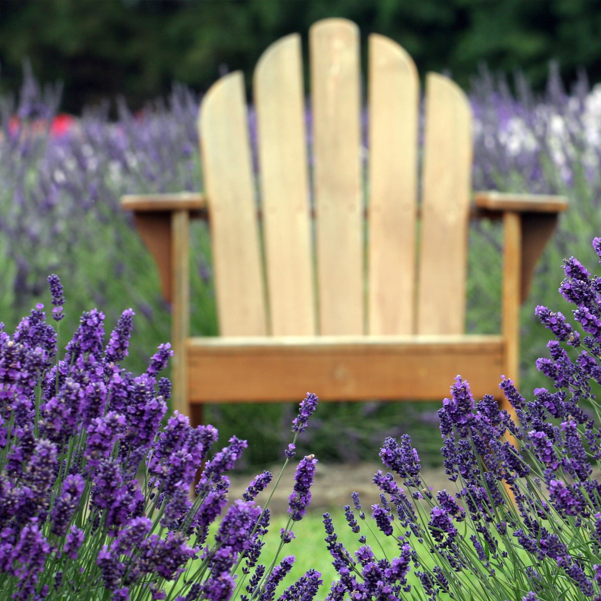 Bakker Lavande bleue Lavandula pot Ø 9cm lot de 2