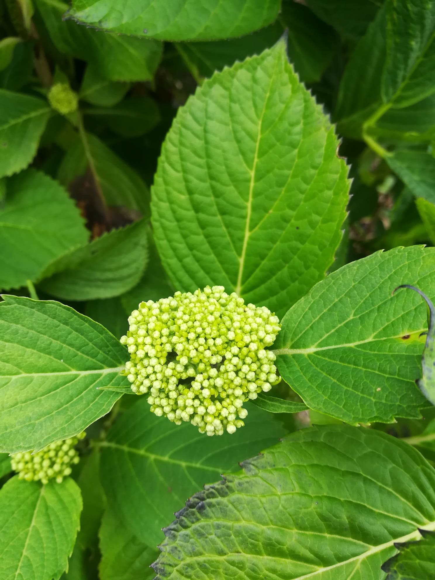 Les Hortensias du Haut Bois Semperflorens hortensia rondes godet