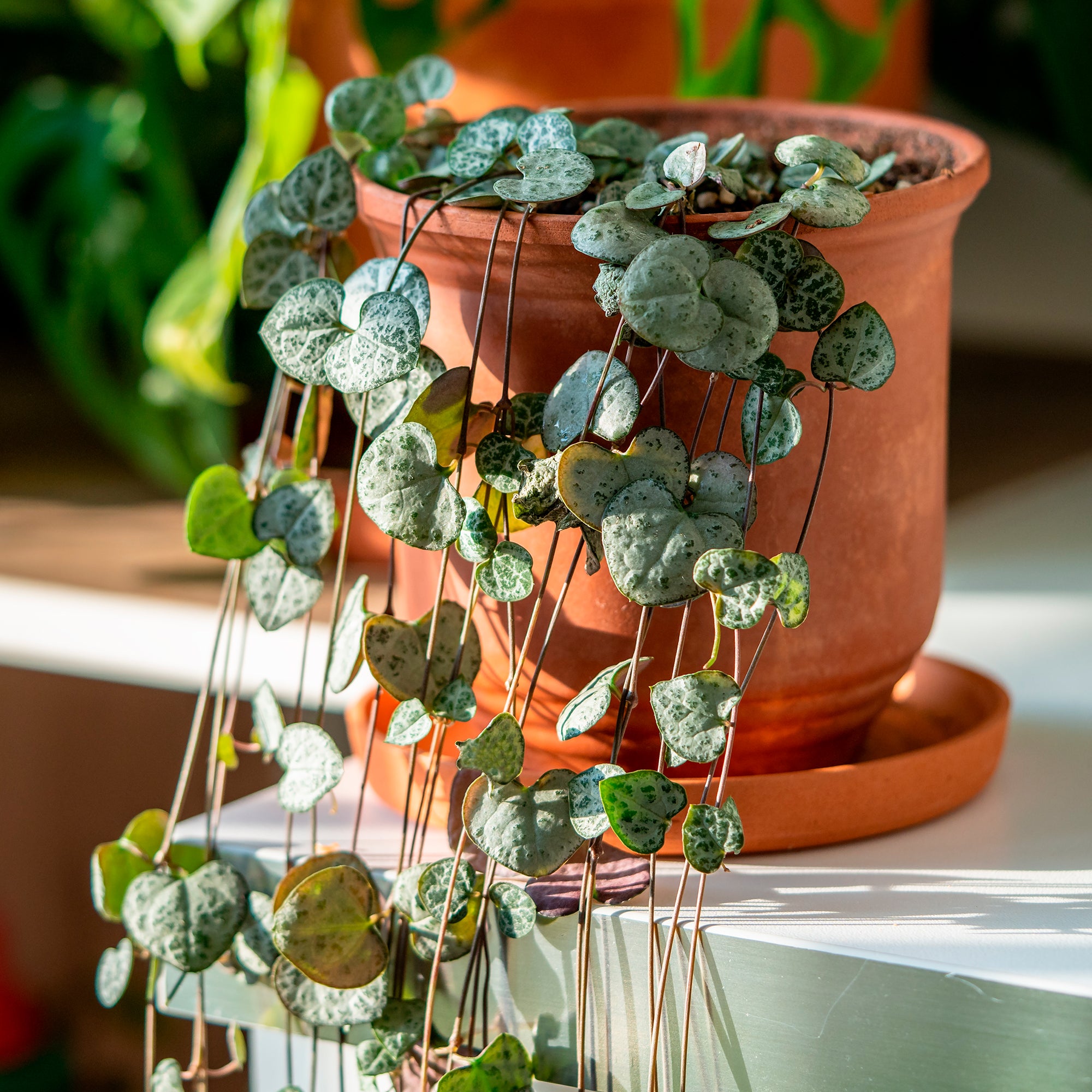 Bakker Chaîne des cœurs Ceropegia pot Ø 11cm retombante