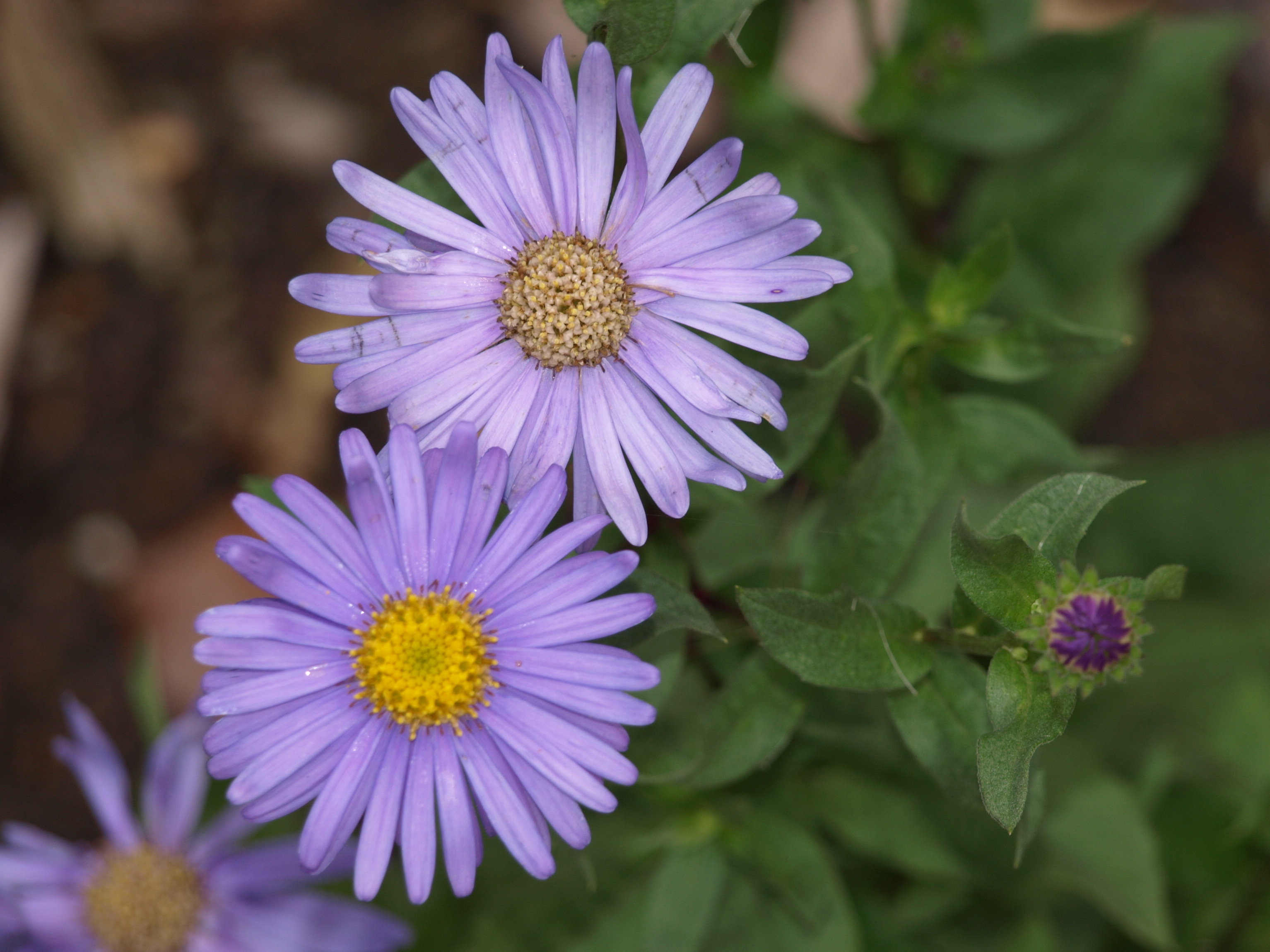 Passion Vivaces ASTER frikartii Jungfrau plante vivace godet fleur bleu lavande