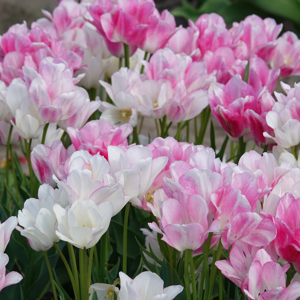 Bakker 7 Tulipes Candy Club bulbes sachet 7 fleurs roses parfumées