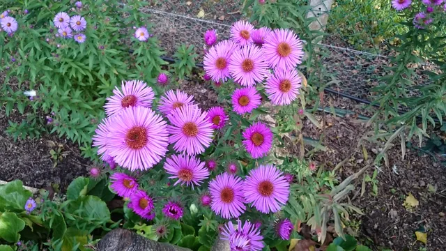Aster novae-angliae Colwall Century vivace godet rose foncé