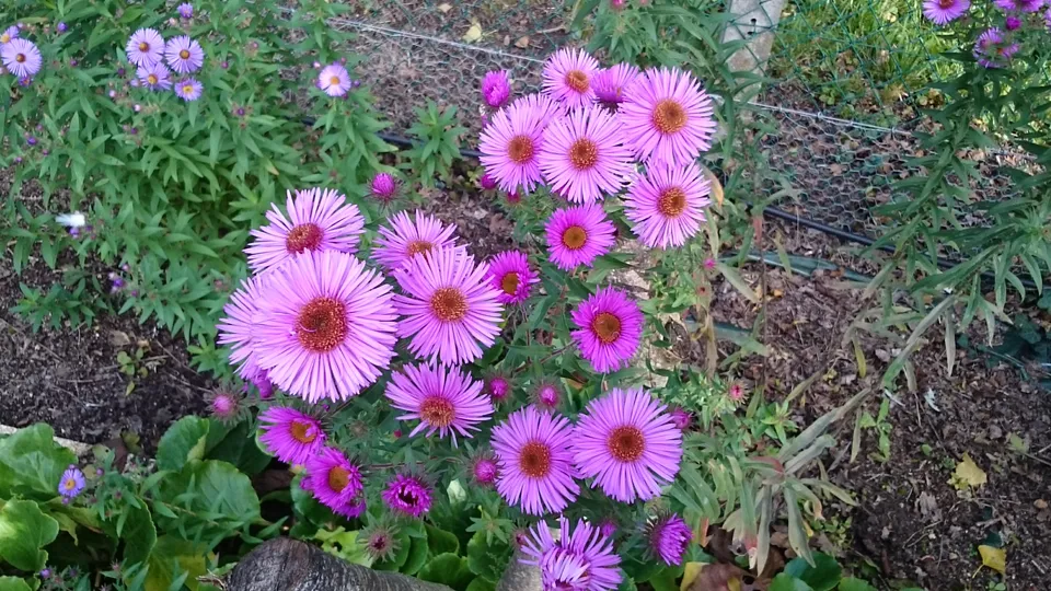 Aster novae-angliae Colwall Century vivace godet rose foncé