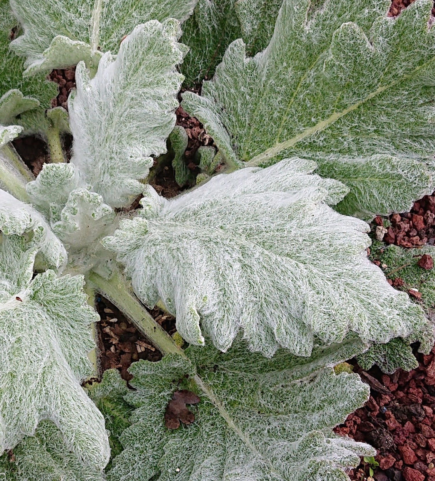Passion Vivaces Salvia aethiopis sauge blanche godet