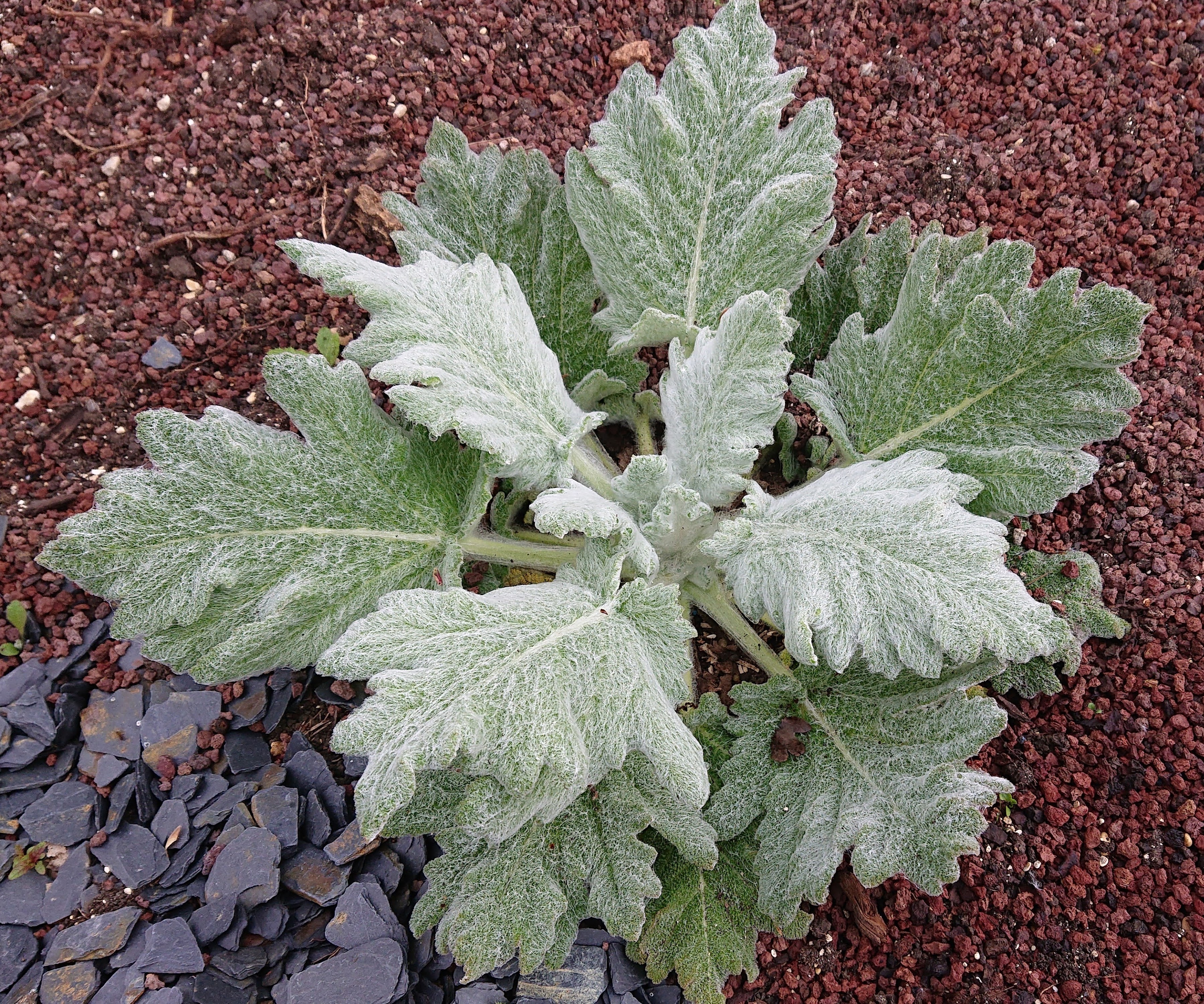 Passion Vivaces Salvia aethiopis sauge blanche godet