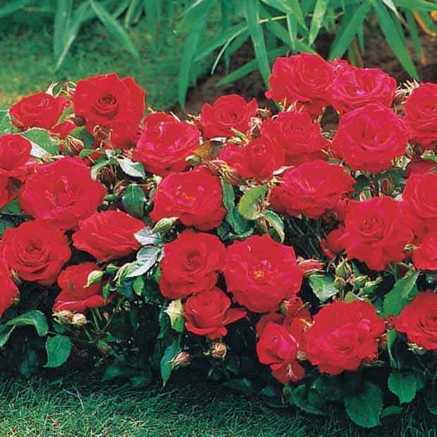 Bakker Mini-rosiers Randilla rouge rosier lot 3 racines nues