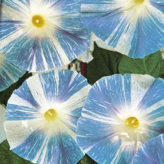 Bakker Ipomée Flying Saucer graines sachet 1,5g fleur bleue