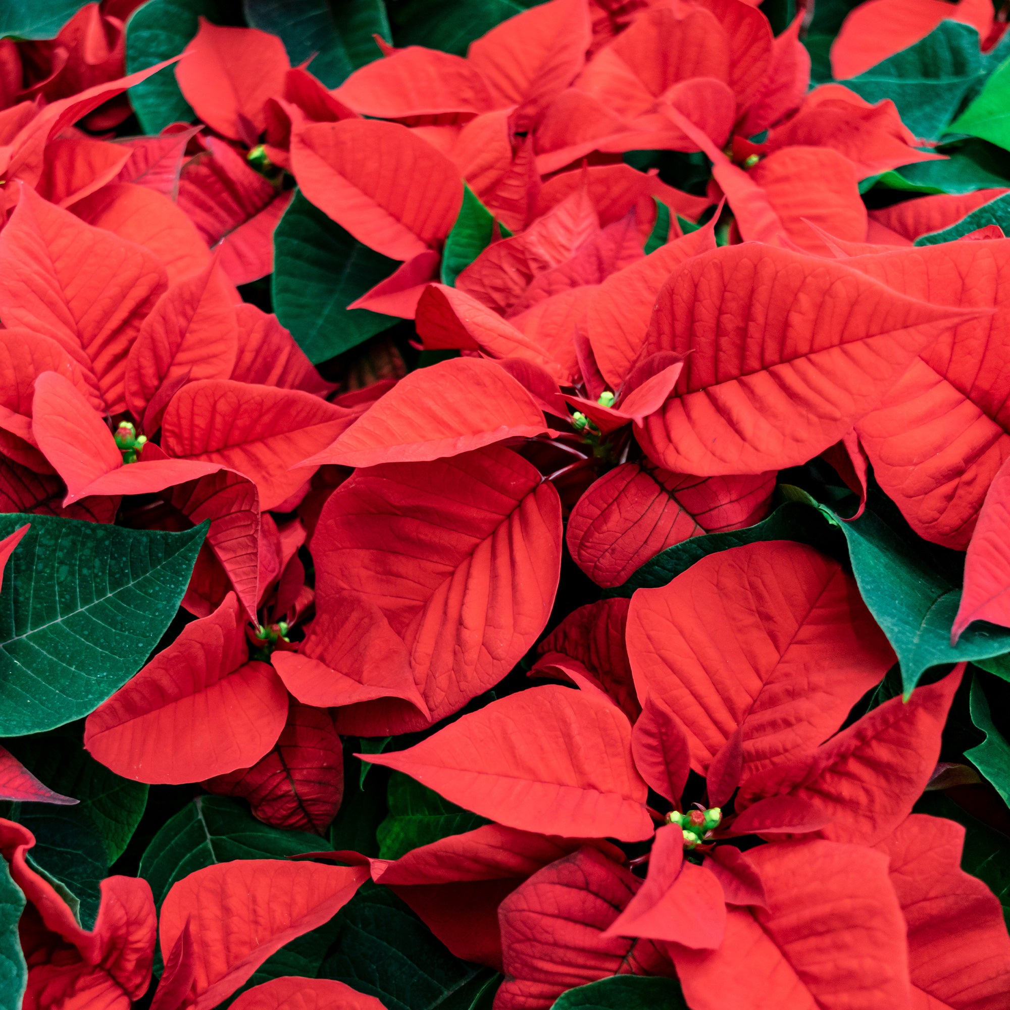 Bakker Poinsettia Rouge plante d'intérieur pot Ø 10,5 cm