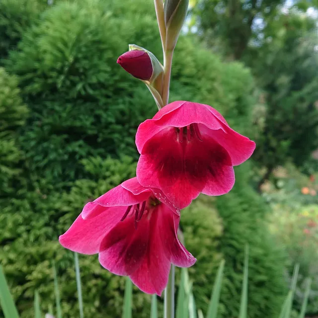 Passion Vivaces Gladiolus papilio Ruby glaïeul pot 1L rouge