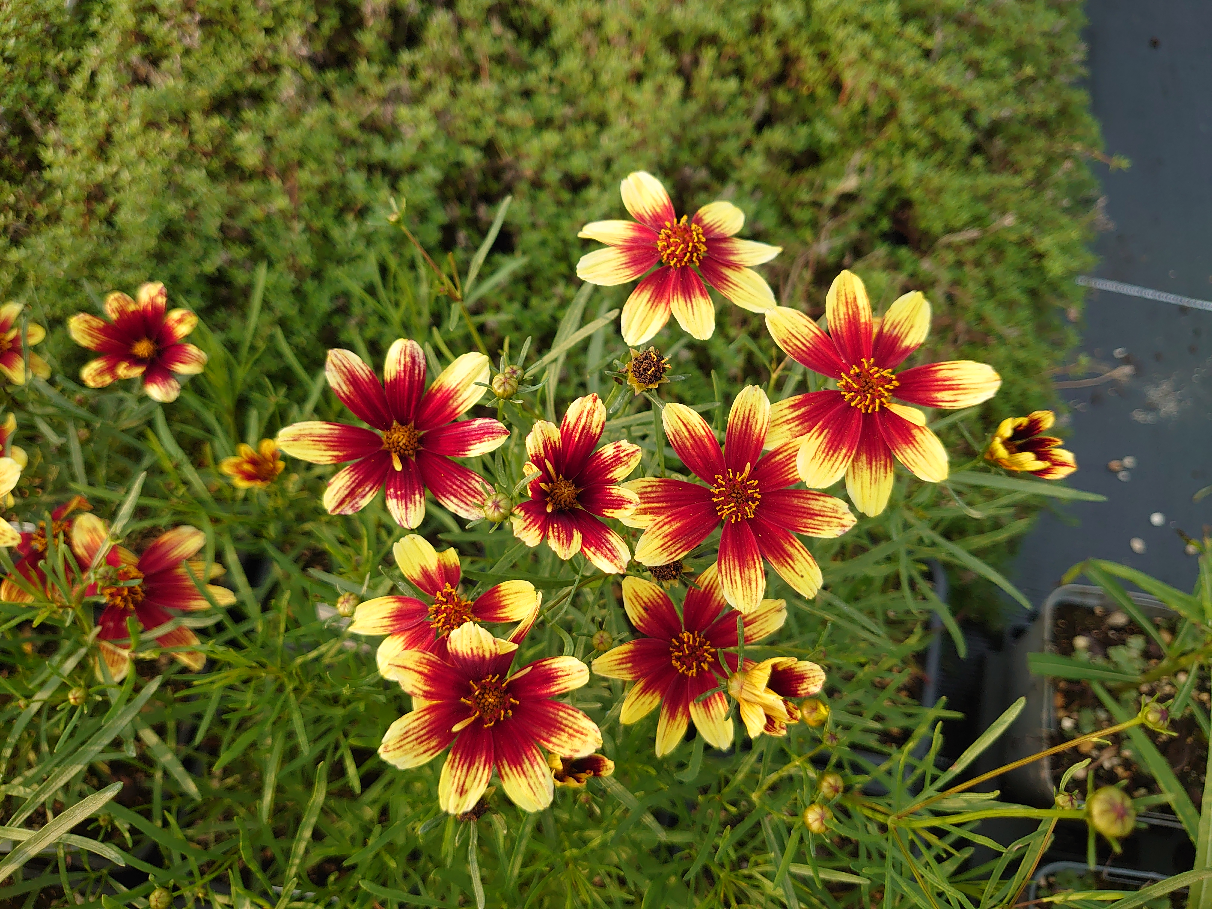 Passion Vivaces Coreopsis Bengal Tiger plante vivace pot 1L