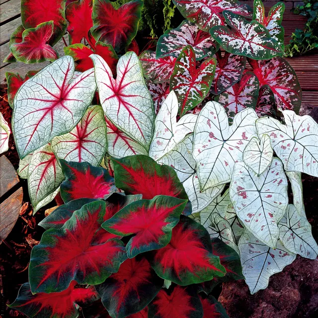 Bakker Caladium mélange 3 bulbes plante intérieur pot