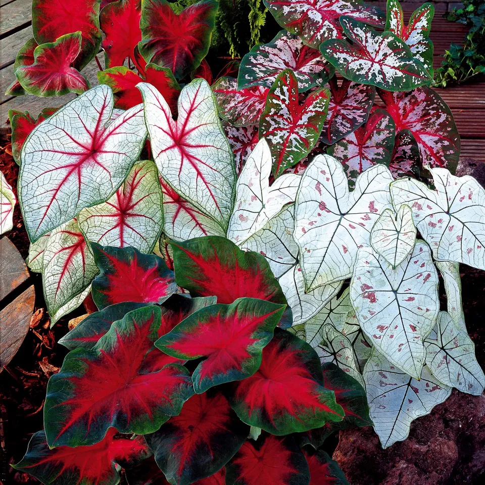 Bakker Caladium mélange 3 bulbes plante intérieur pot
