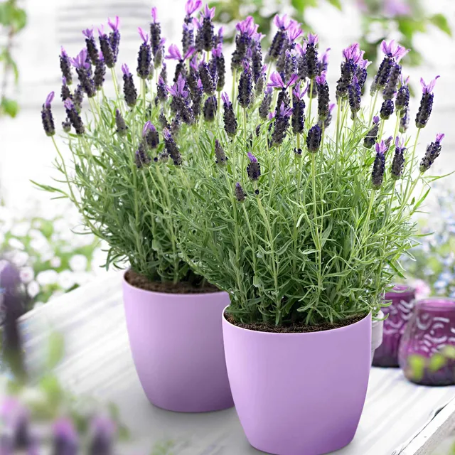 Bakker Lavande papillon Anouk arbuste pot Ø 9 cm violet
