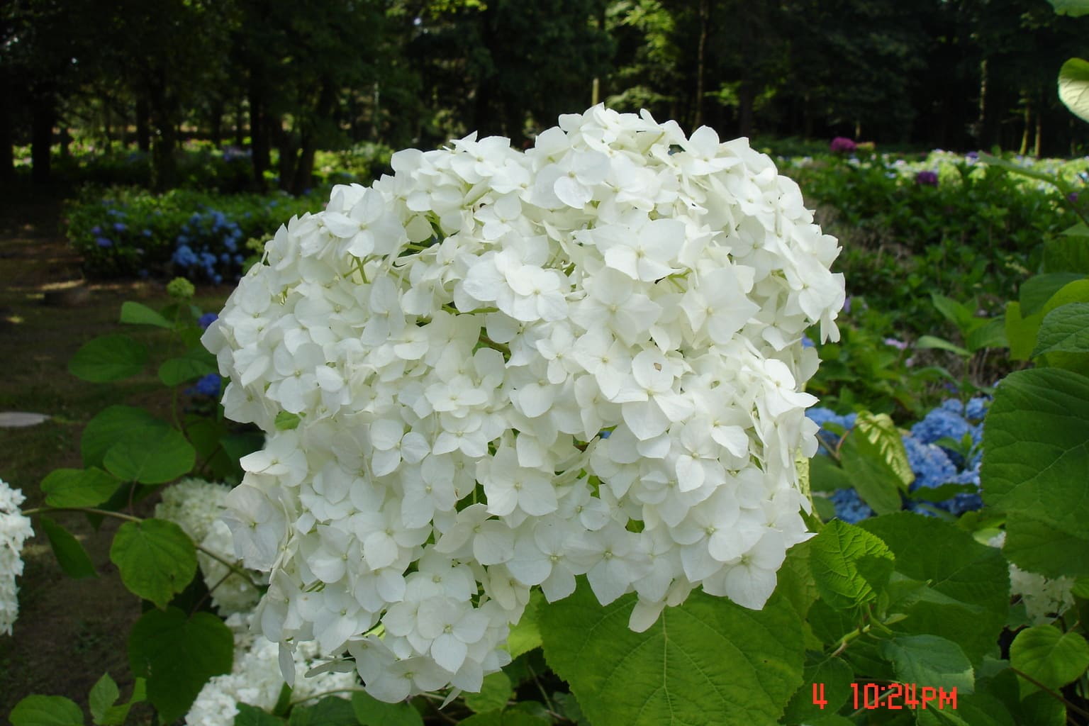 Les Hortensias du Haut Bois Grandiflora hortensia arborescent blanc godet