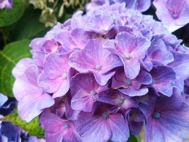 Les Hortensias du Haut Bois Sibilla hortensia macrophylla fleurs rondes