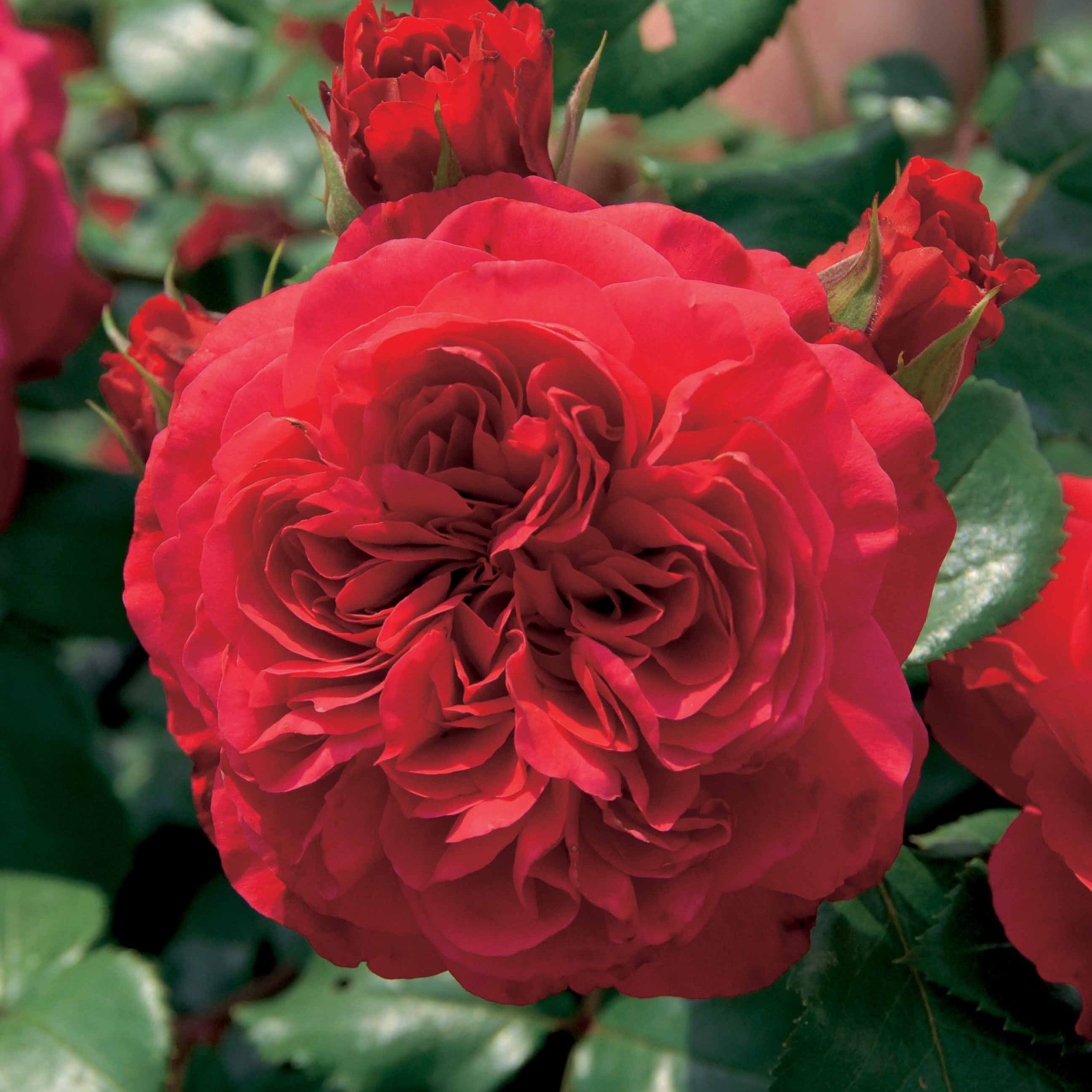 Bakker Leonardo Da Vinci rosier floribunda lot de 2 rouge rose
