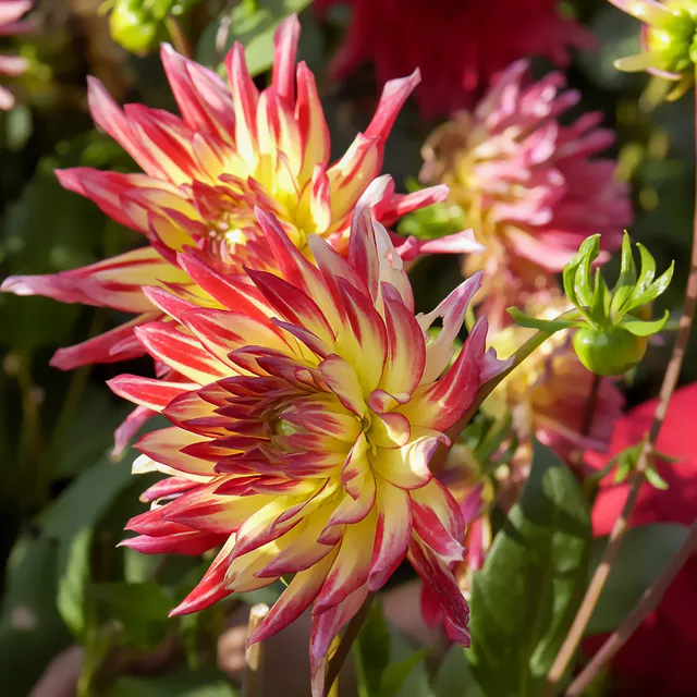Bakker Dahlia cactus Oiseau de Feu bulbes sachet 3 calibre II