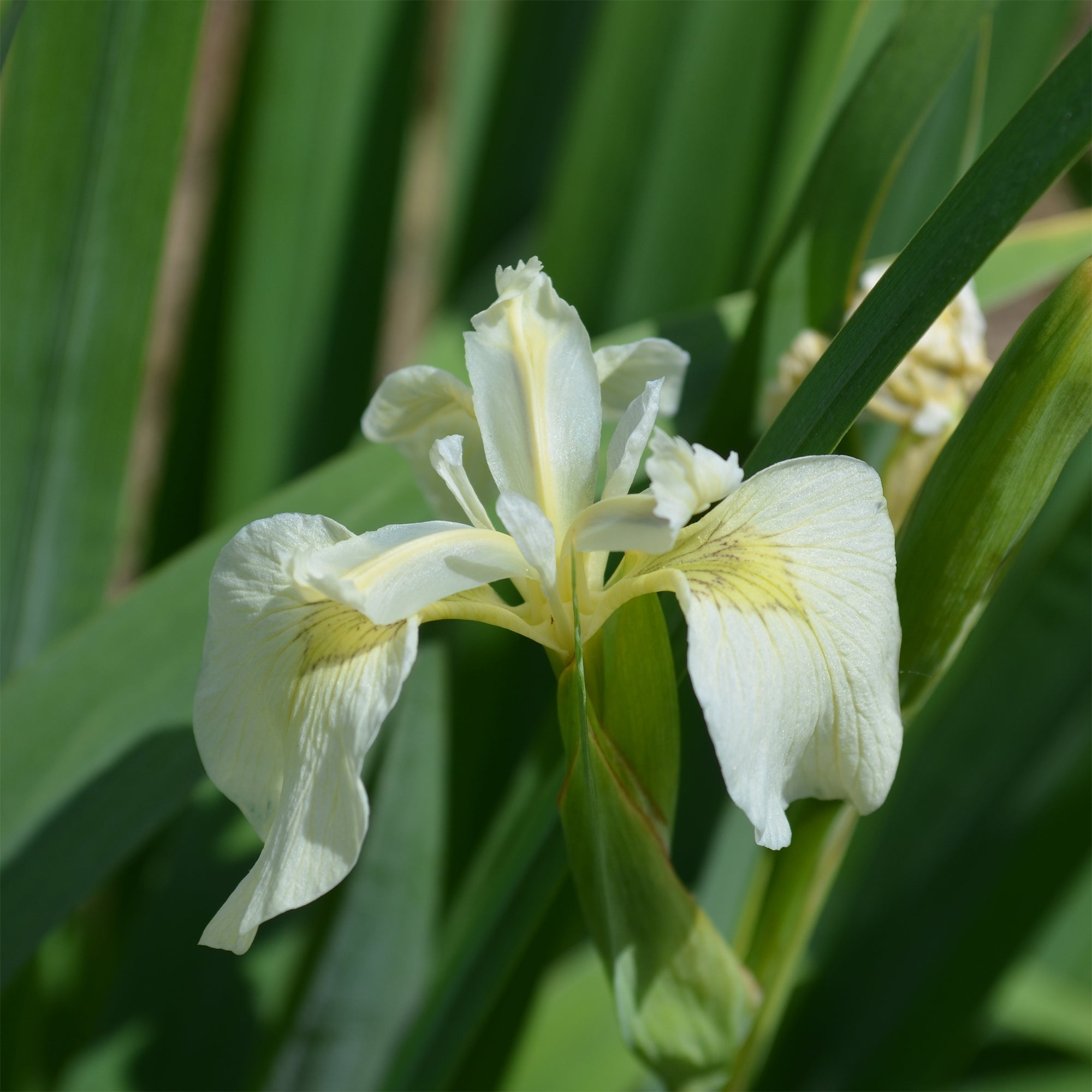 Bakker Bassin Iris des marais plante aquatique pot 9cm blanc