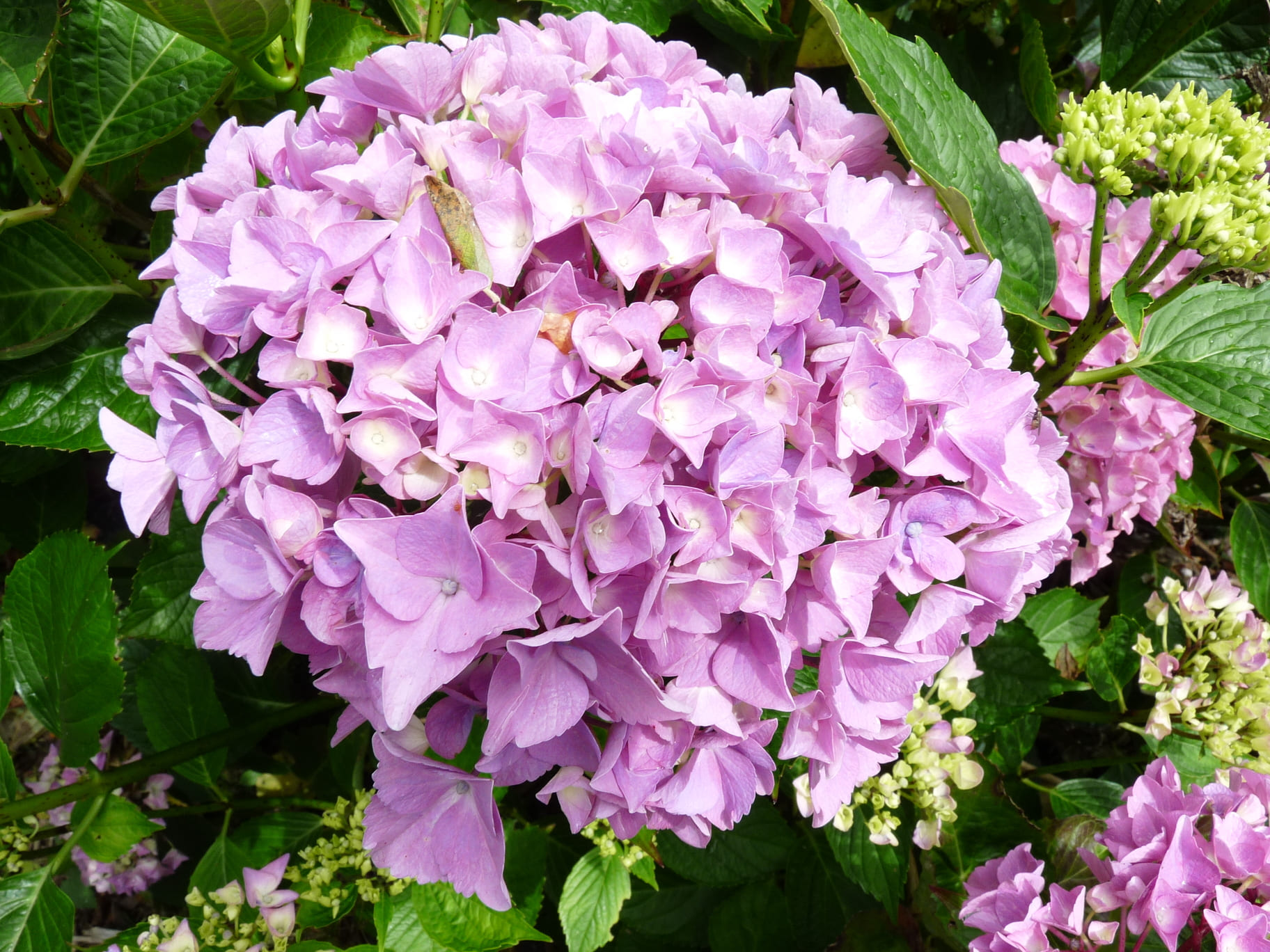 Les Hortensias du Haut Bois Eldorado hortensia fleurs rondes