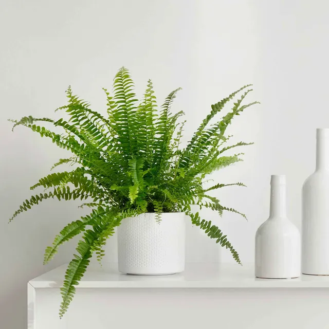 Bakker Fougère de Boston Green Lady plante verte pot 12cm