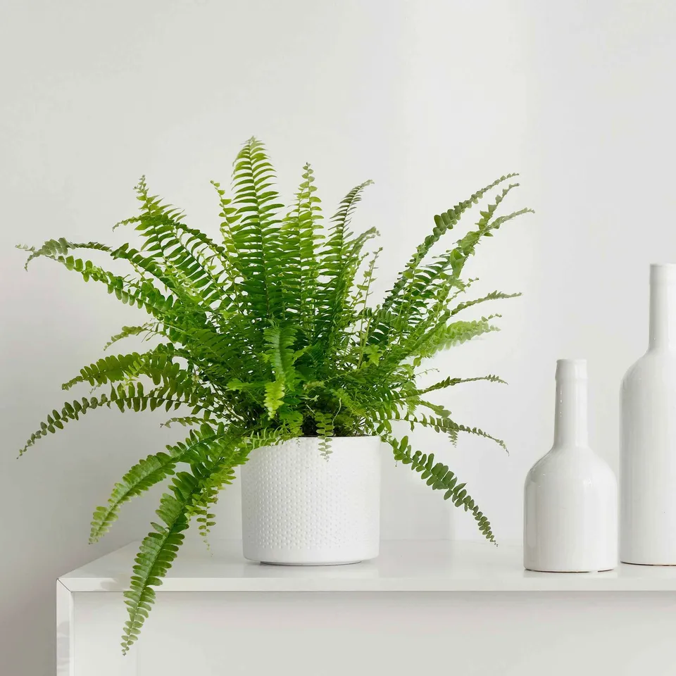 Bakker Fougère de Boston Green Lady plante verte pot 12cm
