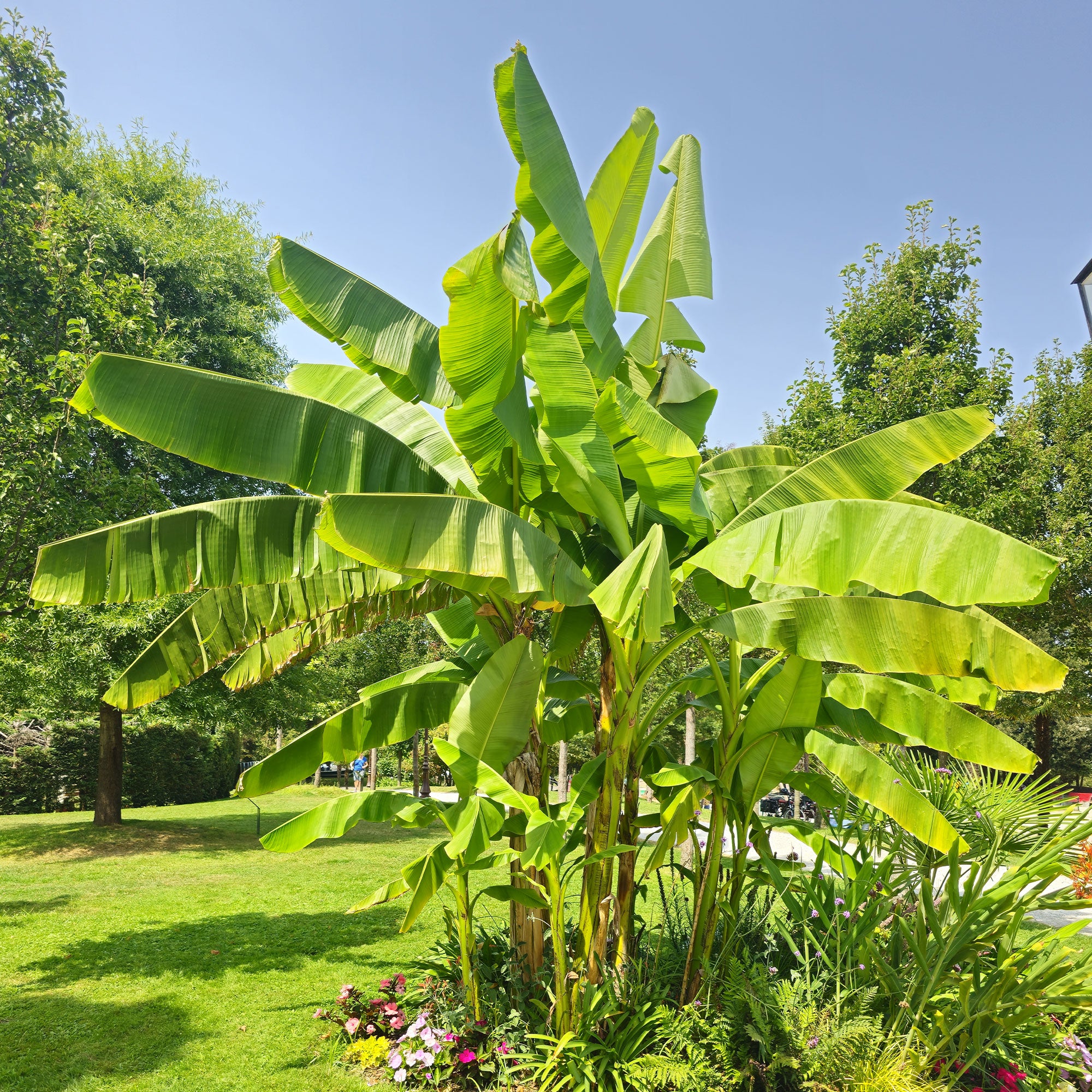 Bakker Bananier du Japon plante pot 10,5cm rustique -19°C