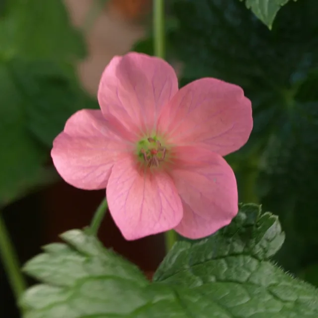 Passion Vivaces GERANIUM endressii Wargrave Pink géranium vivace godet rose
