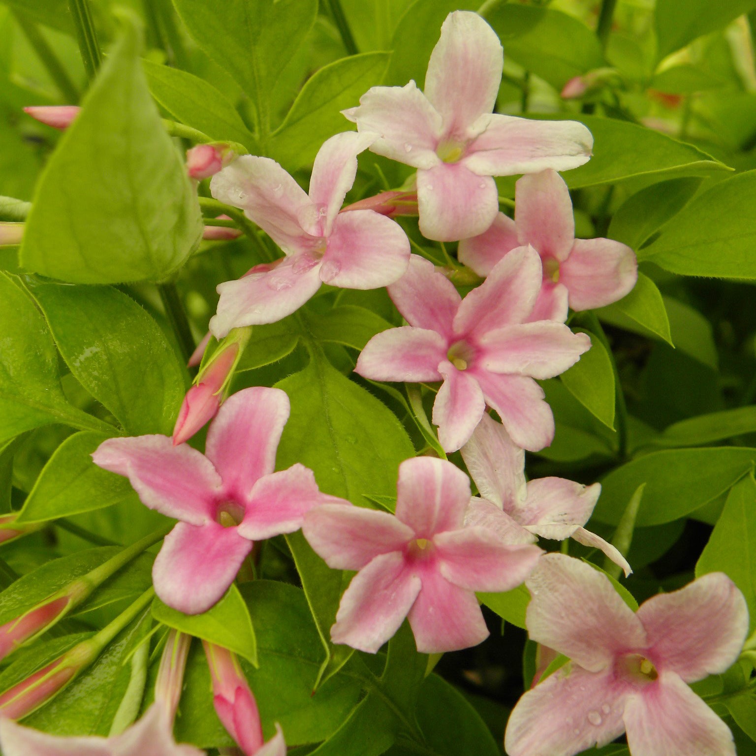Bakker Jasmin stéphanois grimpant 1,5L rose parfumé lot 2