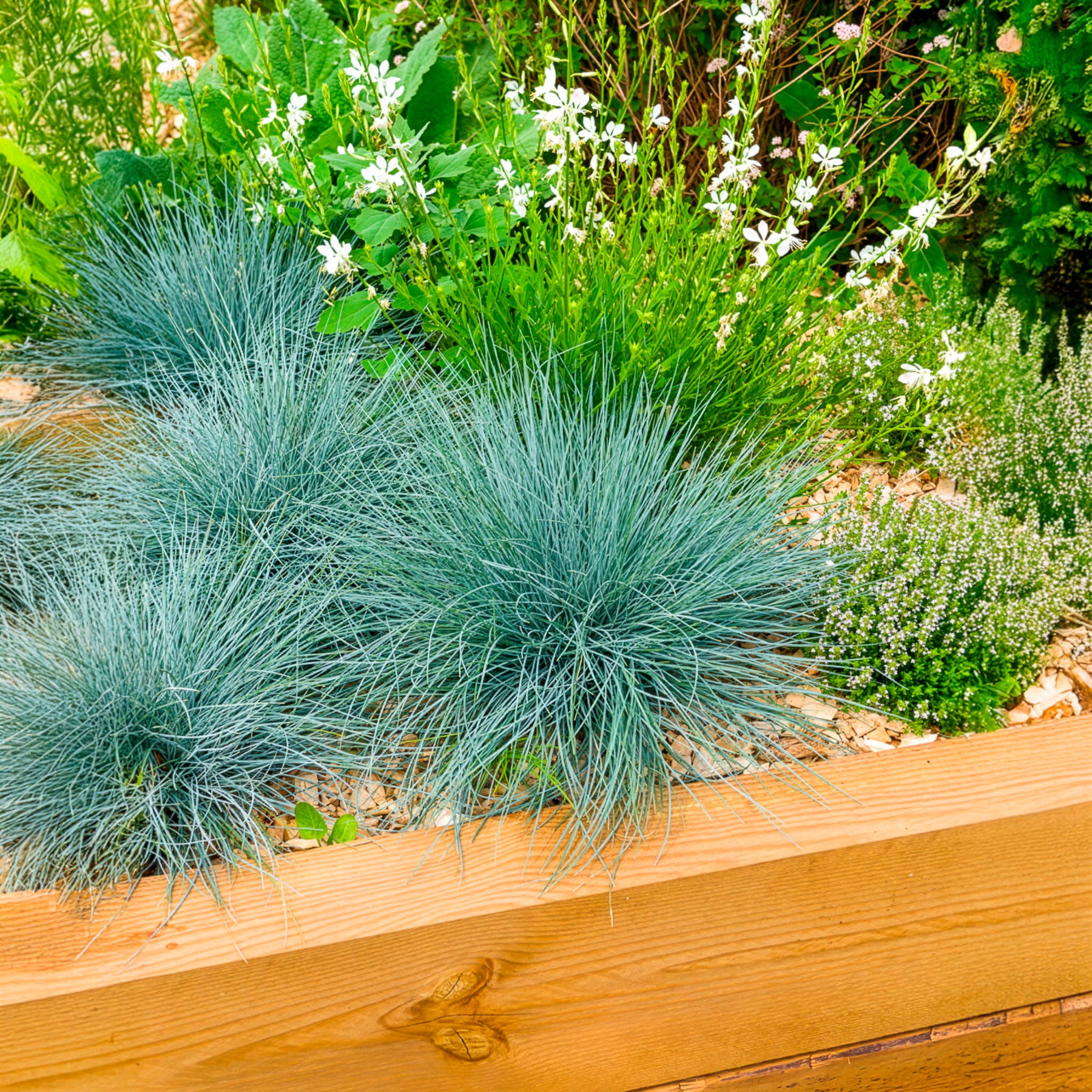 Bakker Plantes Fétuque bleue Elijah Blue graminée pot 9 cm