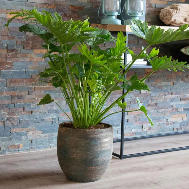 Bakker Monstera Shangri La philodendron pot 14 cm