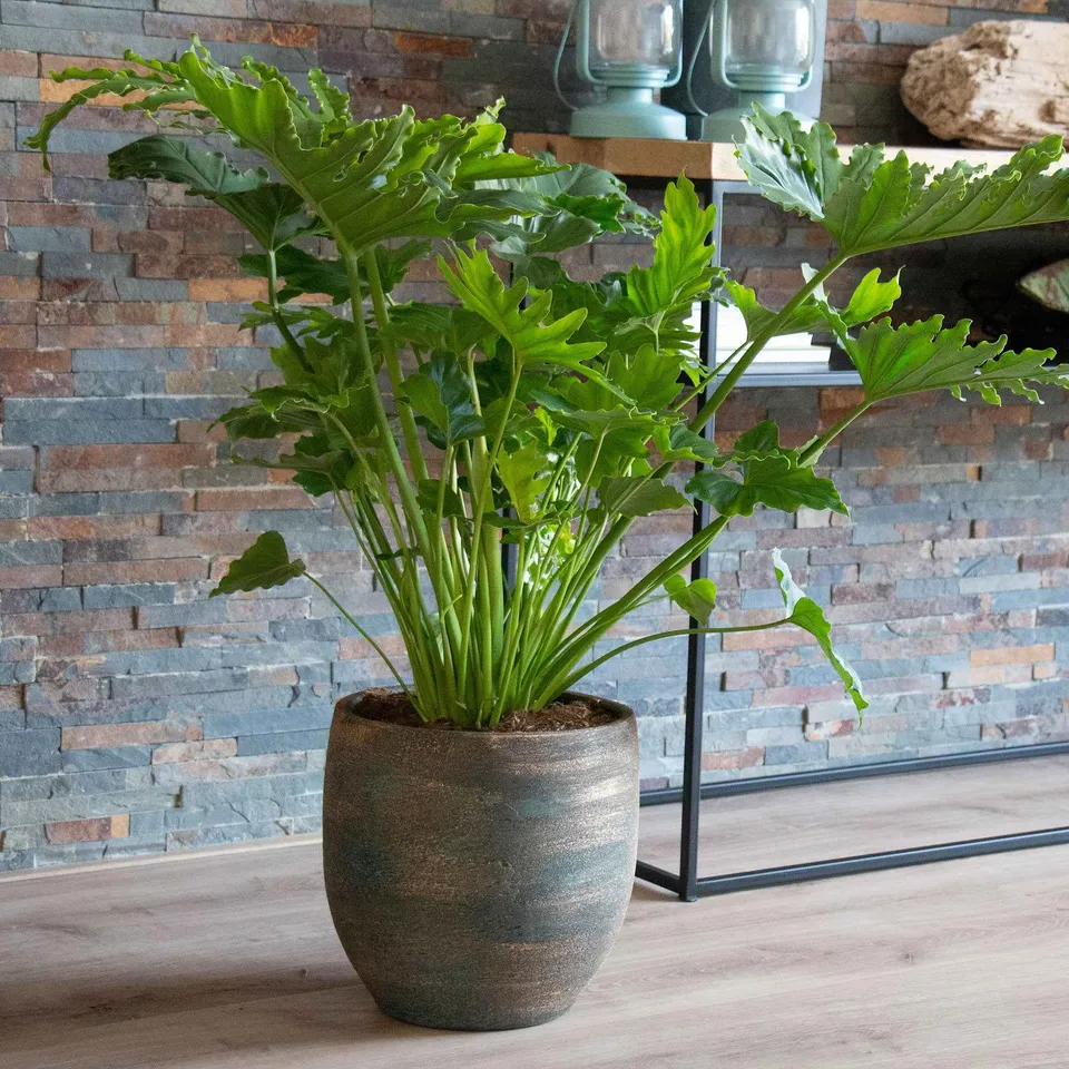 Bakker Monstera Shangri La philodendron pot 14 cm