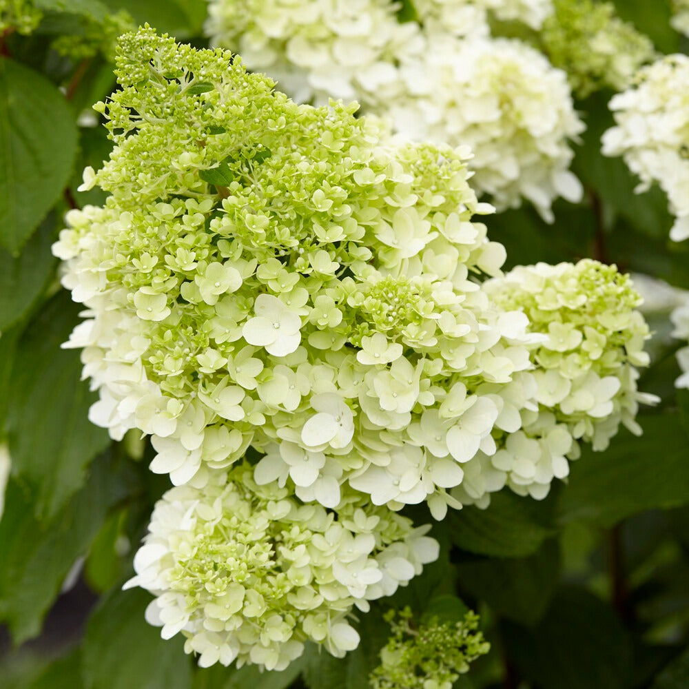 Bakker Arbustes Hortensia Magical Moonlight blanc pot 3L