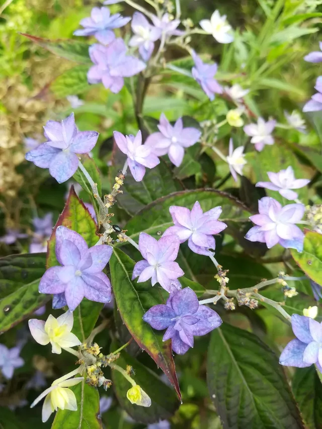 Les Hortensias du Haut Bois Prolifera hortensia serrata montagne
