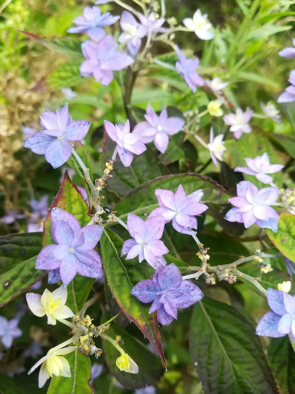 Les Hortensias du Haut Bois Prolifera hortensia serrata montagne