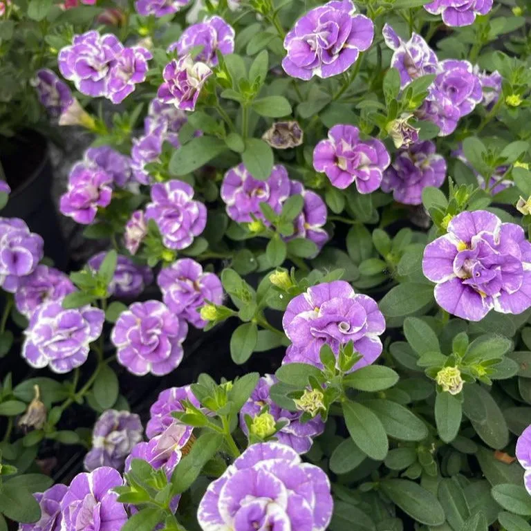 Bakker Mini-pétunia Loopy Lavande double 3 pots Ø 10,5 cm