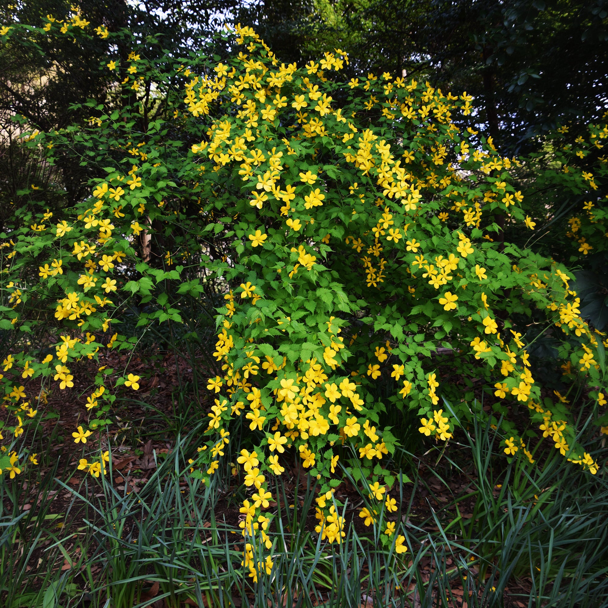 Bakker Corête Japon Golden Guinea arbuste pot 2 L fleurs jaunes