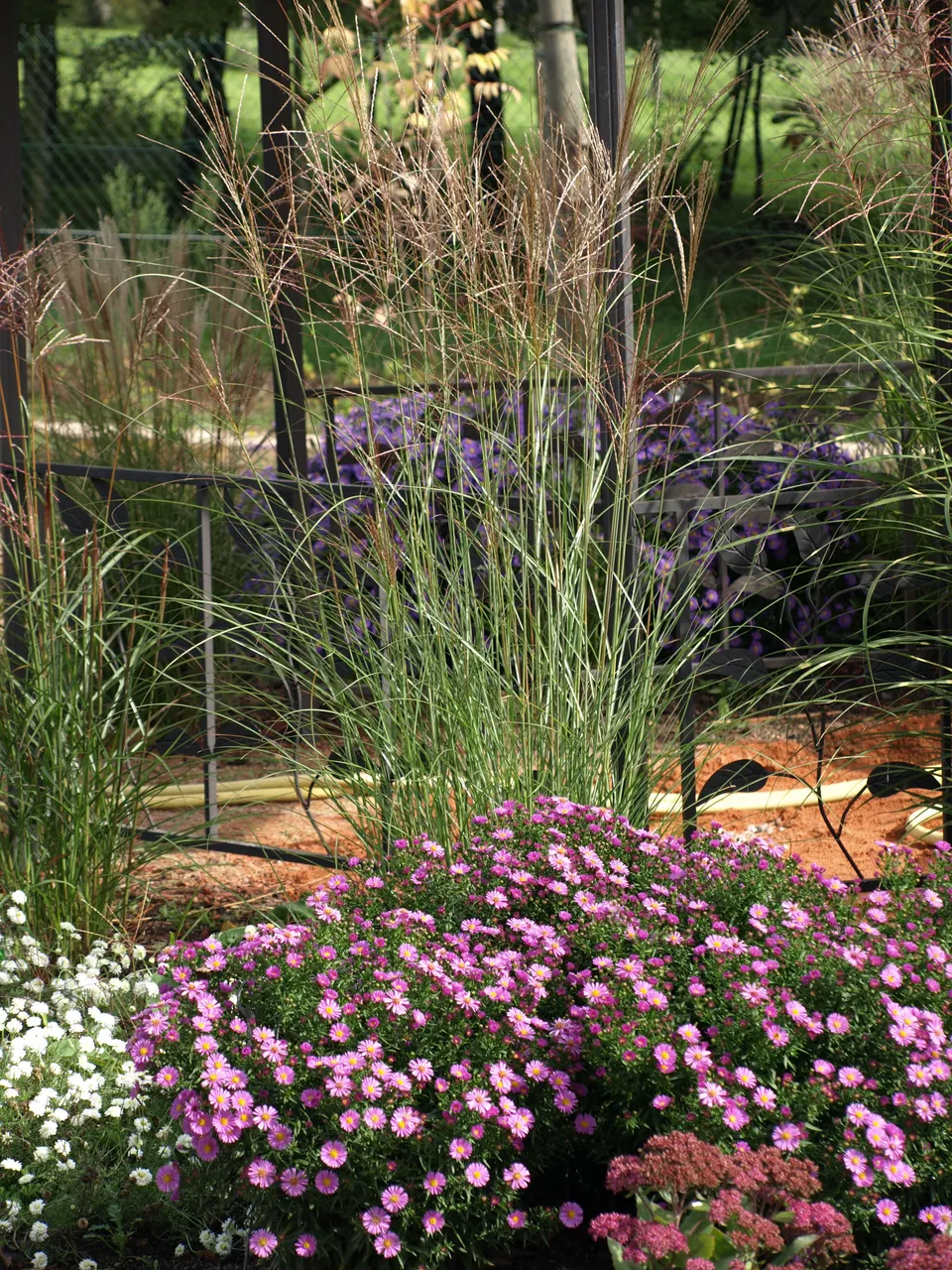 Passion Vivaces Aster dumosus Rosemarie Salman plante vivace godet rose