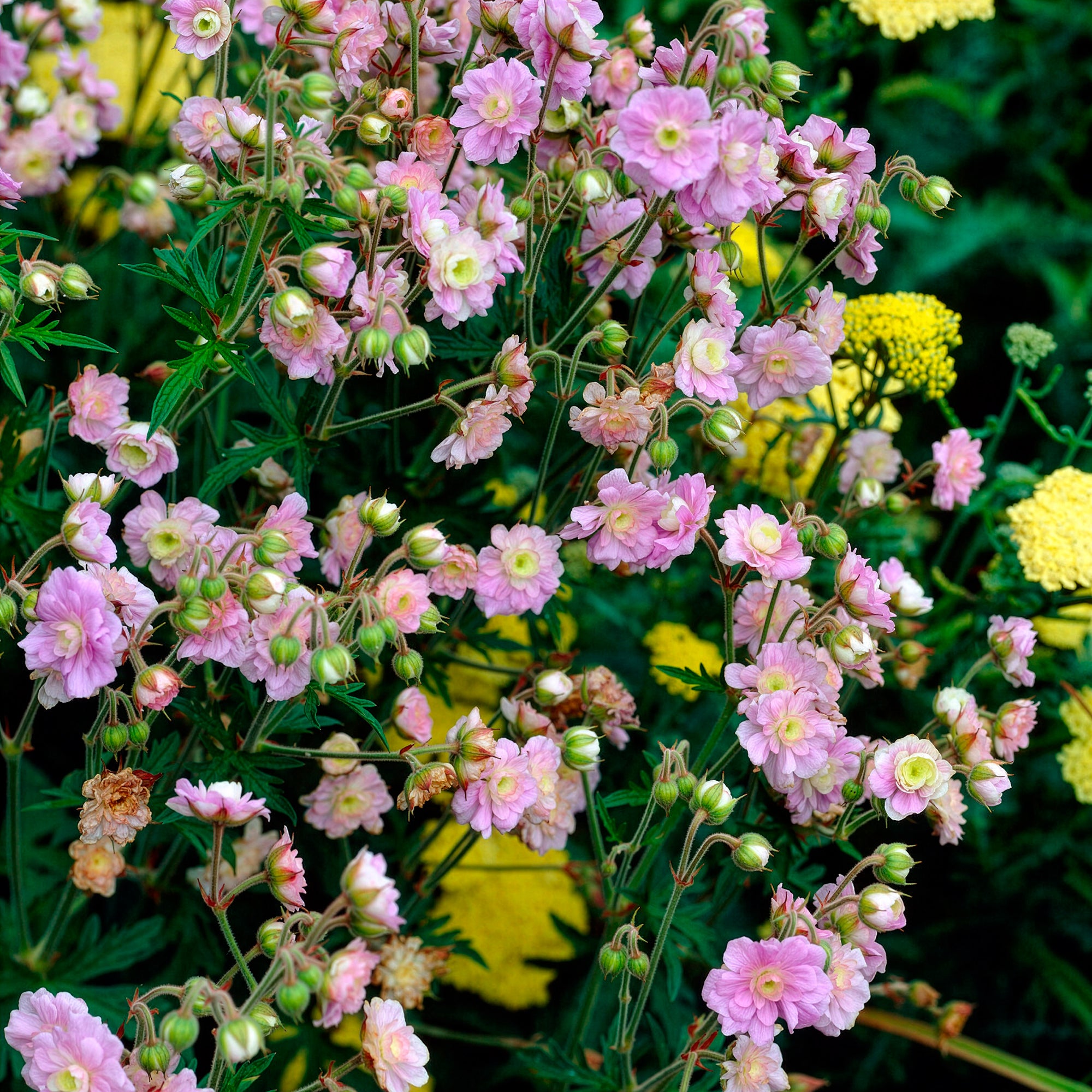 Bakker Géranium Summer Skies vivace pot Ø9cm double