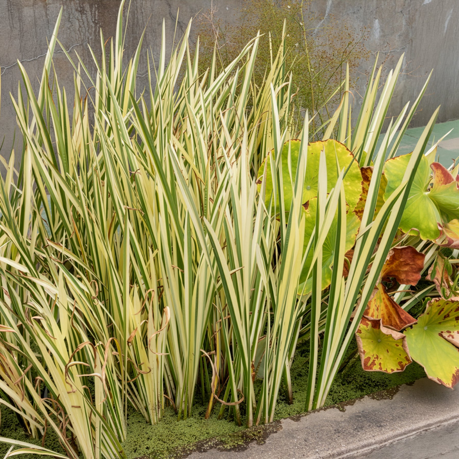 Bakker Acore odorant panaché plante de berge pot Ø 9cm parfumé