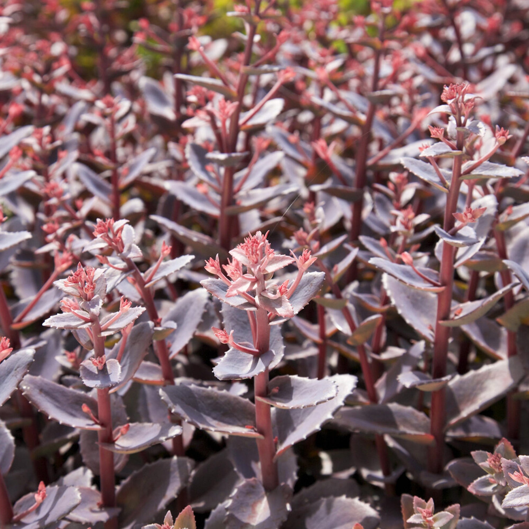 Bakker Chocolate Cherry sedum vivace pot 8cm rose