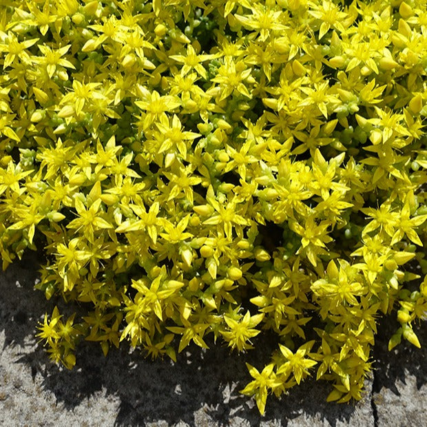 Bakker Sedum acre 2 pots 9cm couvre-sol jaune