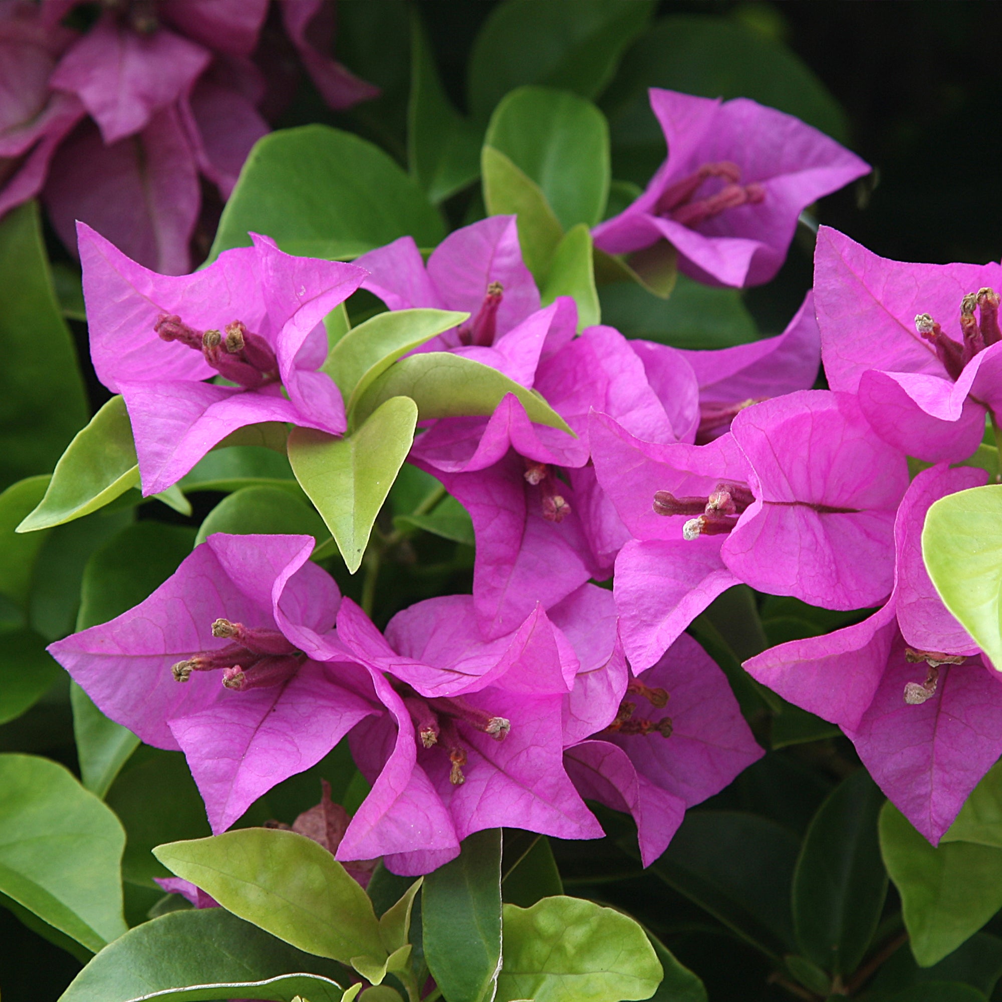 Bakker Bougainvillier Violet pot Ø12cm 30cm