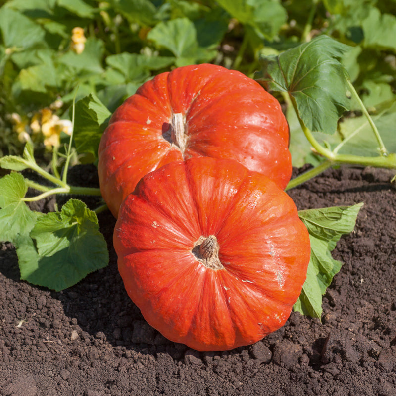 Bakker Potager Potiron Rouge Vif d'Etampes sachet 7g 35 graines