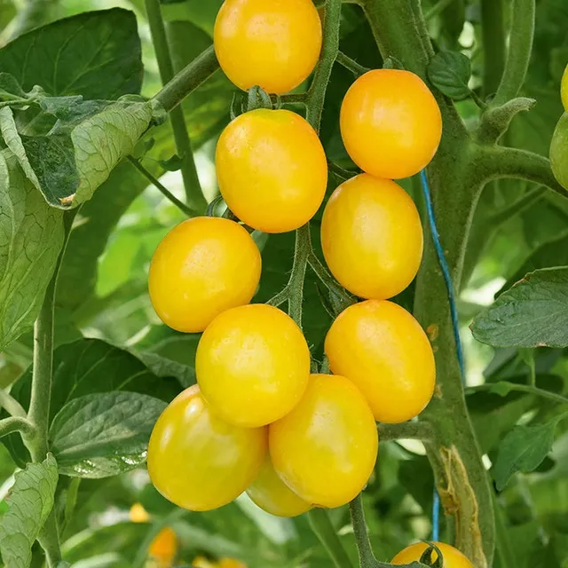 Bakker Tomate Cerise Gusta Mini Yellow F1 3 plants