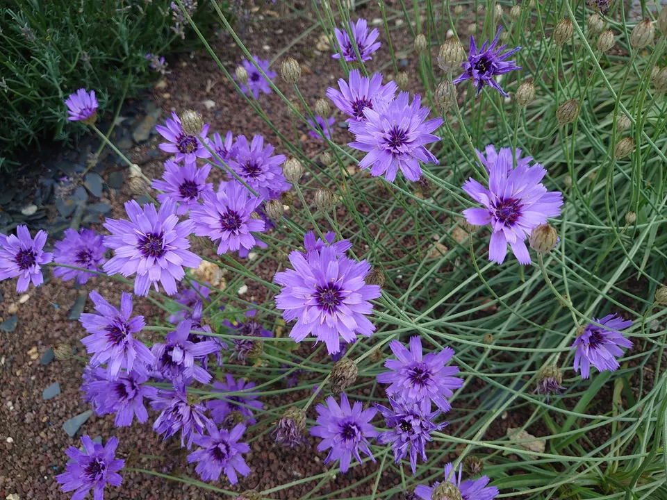 Passion Vivaces Catananche caerulea cupidone pot 1 litre bleue