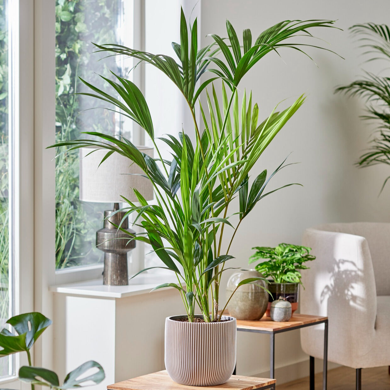 Bakker Howea forsteriana palmier Kentia pot 13cm 40-50cm