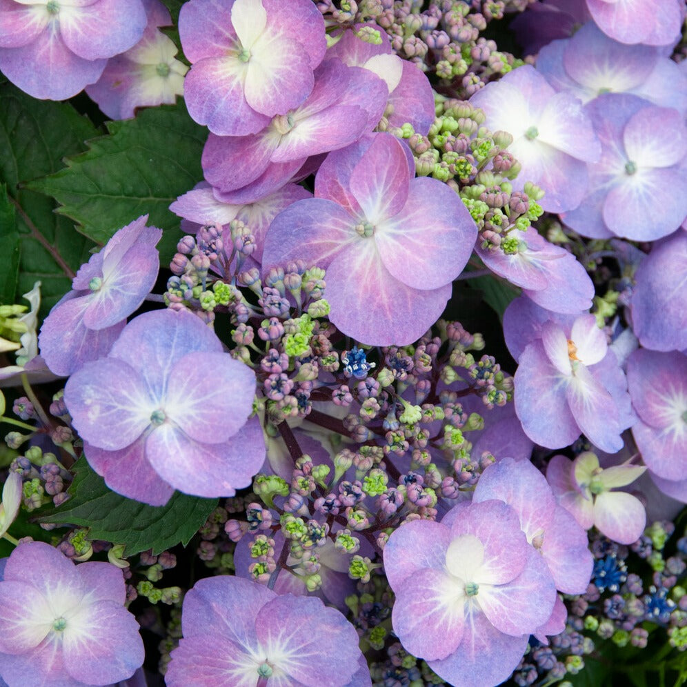 Bakker Blueberry Cheesecake hortensia pot Ø13cm bleu violet