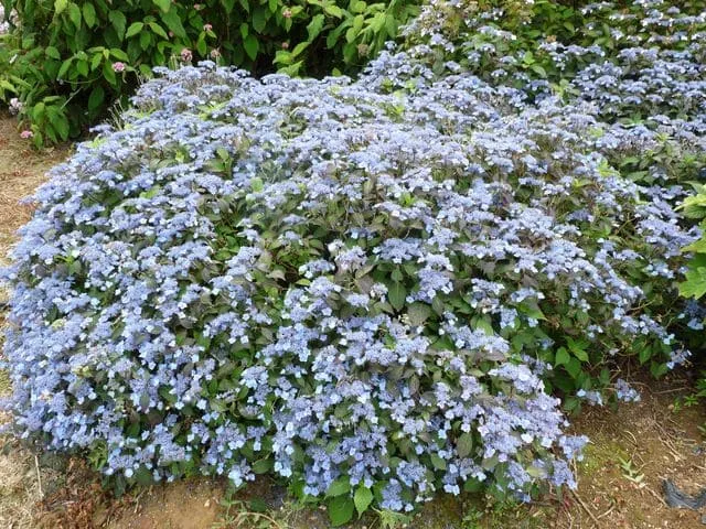 Hortensias du Haut Bois Hydrangea serrata Blue Billow hortensia bleu