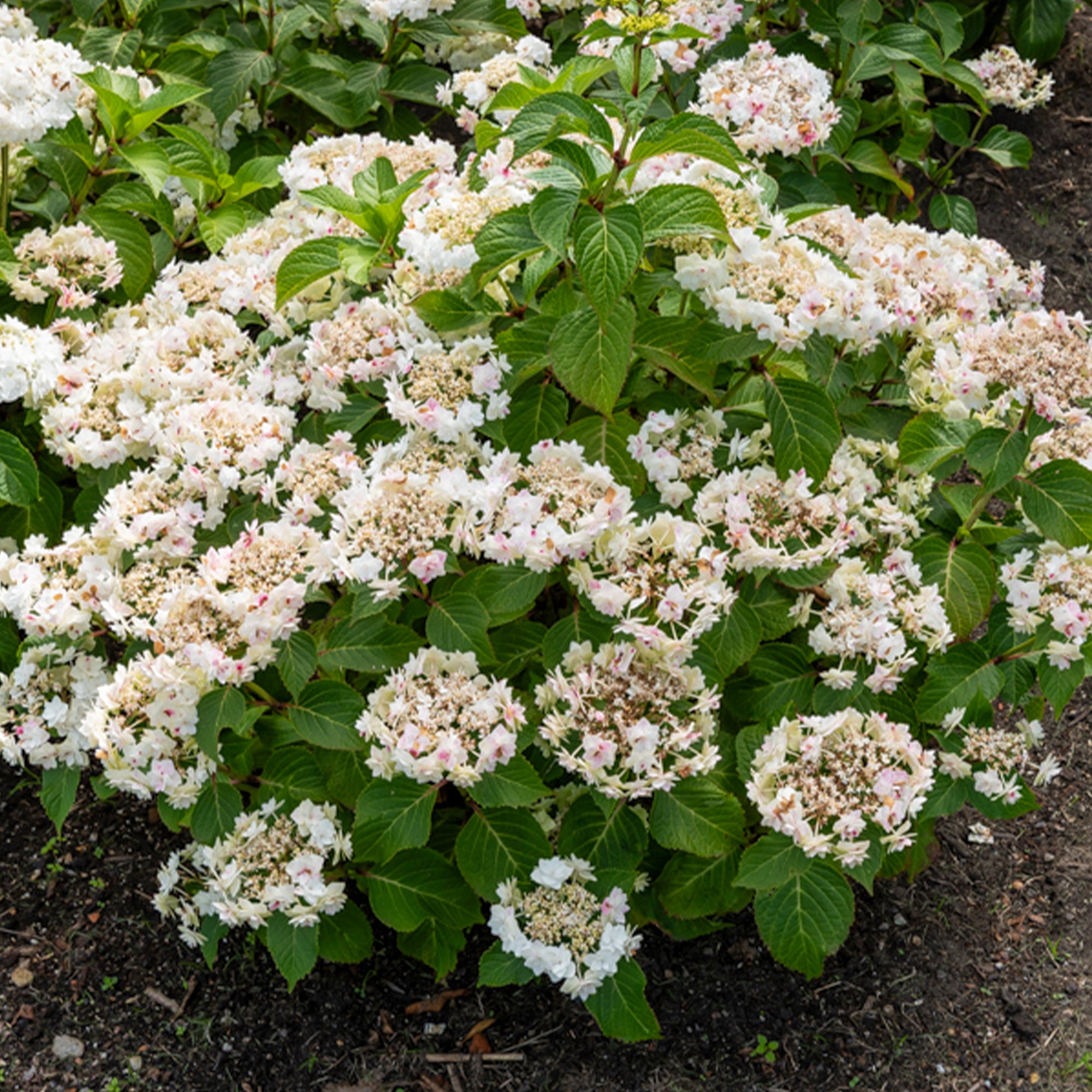 Bakker Doppio Bianco hortensia blanc pot 13cm double
